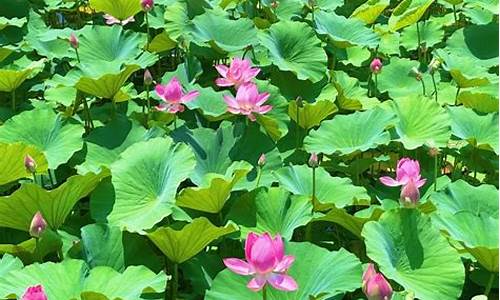 出水芙蓉比喻什么-芙蓉出水碧波荡漾