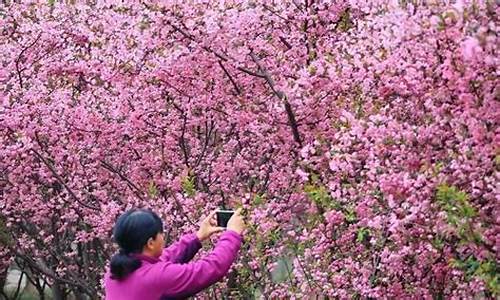 落英缤纷-落英缤纷芳草鲜美下一句