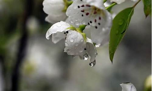 梨花带雨是褒义词吗-梨花带雨什么意思