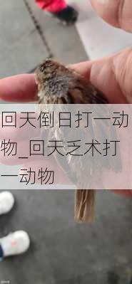 回天倒日打一动物_回天乏术打一动物