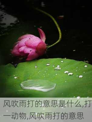 风吹雨打的意思是什么,打一动物,风吹雨打的意思