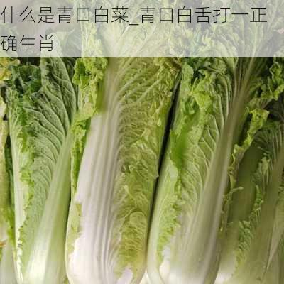 什么是青口白菜_青口白舌打一正确生肖