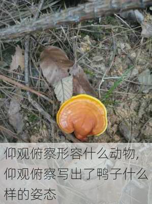 仰观俯察形容什么动物,仰观俯察写出了鸭子什么样的姿态