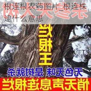 根连根农药图片_根连株逮什么意思