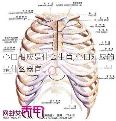 心口相应是什么生肖,心口对应的是什么器官