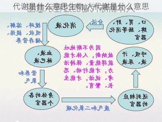 代谢是什么意思生物,人代谢是什么意思