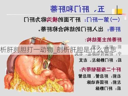 析肝刿胆打一动物_剖析肝胆是什么意思