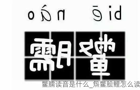 鳖臑读音是什么_炰鳖脍鲤怎么读