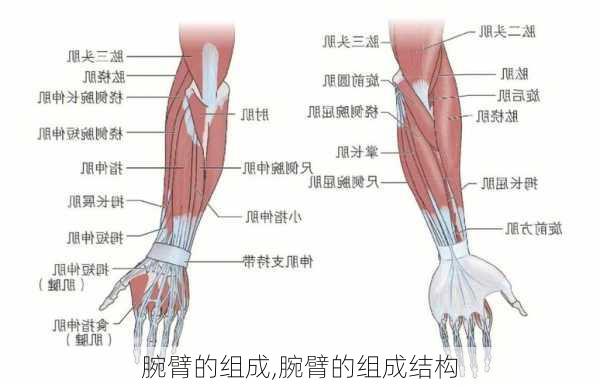 腕臂的组成,腕臂的组成结构