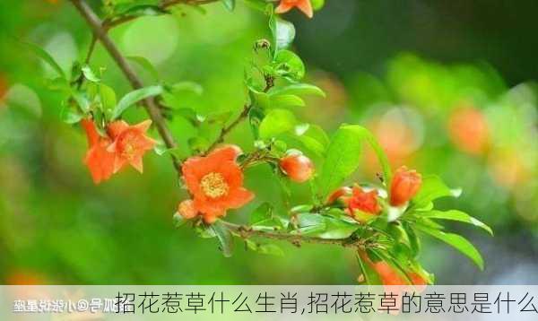 招花惹草什么生肖,招花惹草的意思是什么