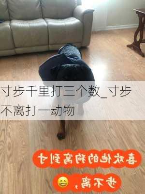 寸步千里打三个数_寸步不离打一动物