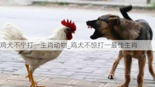 鸡犬不宁打一生肖动物_鸡犬不惊打一最佳生肖