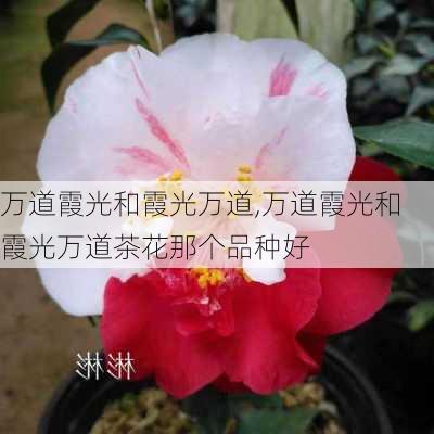 万道霞光和霞光万道,万道霞光和霞光万道茶花那个品种好