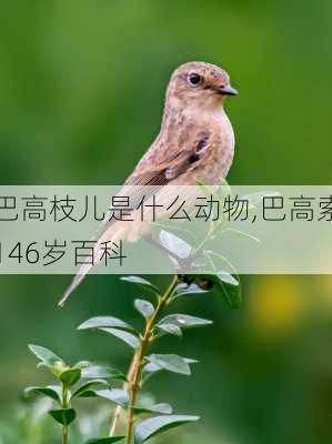 巴高枝儿是什么动物,巴高索146岁百科