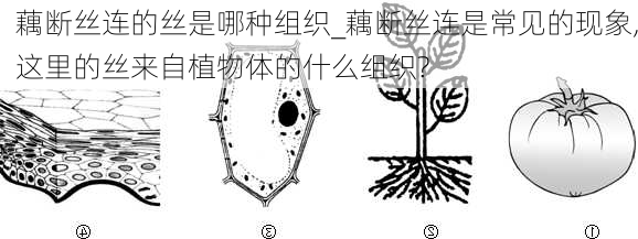 藕断丝连的丝是哪种组织_藕断丝连是常见的现象,这里的丝来自植物体的什么组织?