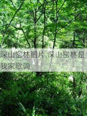 深山密林图片,深山密林是我家歌词