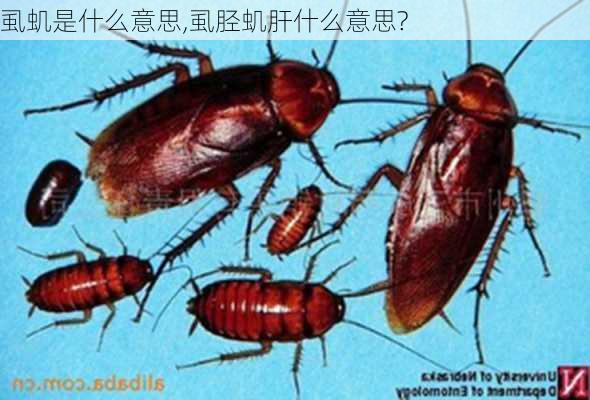 虱虮是什么意思,虱胫虮肝什么意思?