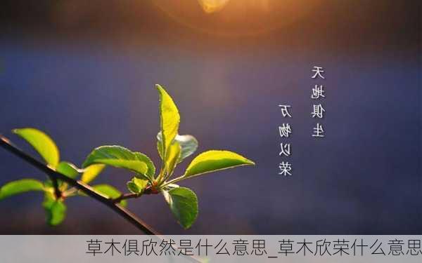 草木俱欣然是什么意思_草木欣荣什么意思