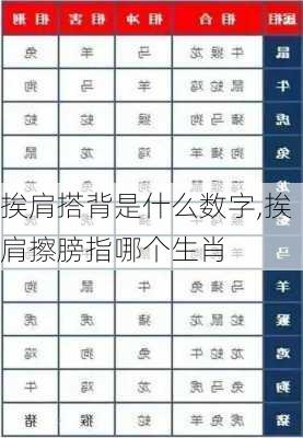 挨肩搭背是什么数字,挨肩擦膀指哪个生肖